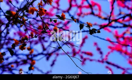 Scarlatto europeo, o Cercis europeo, o albero di Giuda Foto Stock