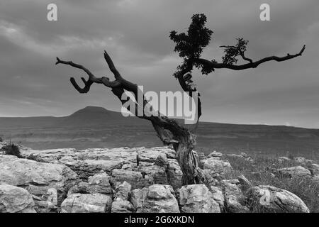 La vista verso Ingleborough su un pavimento in pietra calcarea conosciuto come Twistleton Scars, vicino a Ingleton nello Yorkshire Dales, North Yorkshire, Regno Unito Foto Stock