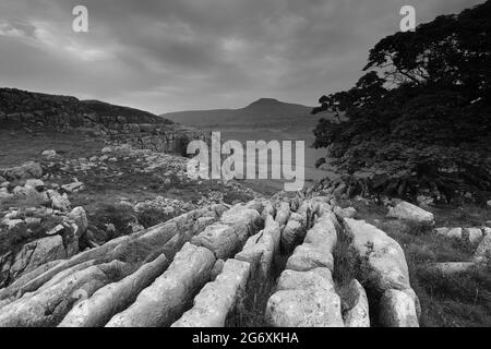 La vista verso Ingleborough su un pavimento in pietra calcarea conosciuto come Twistleton Scars, vicino a Ingleton nello Yorkshire Dales, North Yorkshire, UKlines Foto Stock