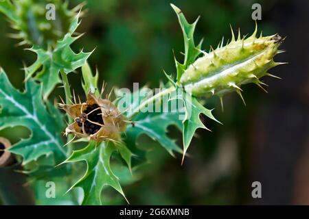 Pianta medicinale, frutti e semi di papavero messicano (Argemone mexicana) Foto Stock