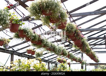 Fiori come un Alyssum in vasi marroni, sospesi dall'alto in serre con sistema di irrigazione a goccia. Messa a fuoco selettiva Foto Stock