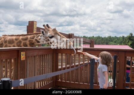 Un bambino di sei anni nutre una giraffa reticolata africana allo Animal Adventure Park di Harpursville, New York. Foto Stock