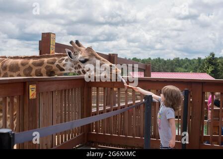 Un bambino di sei anni nutre una giraffa reticolata africana allo Animal Adventure Park di Harpursville, New York. Foto Stock