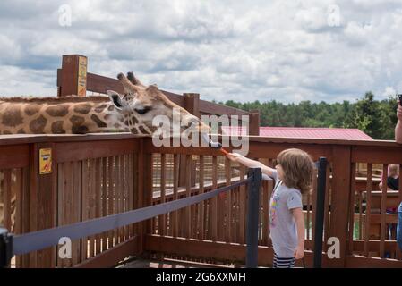 Un bambino di sei anni nutre una giraffa reticolata africana allo Animal Adventure Park di Harpursville, New York. Foto Stock