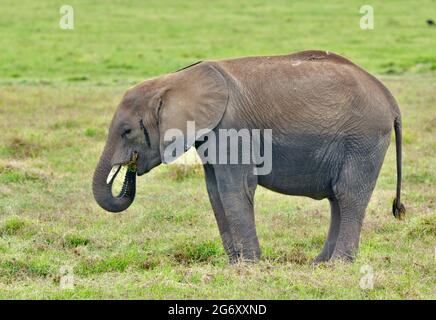 Giovane elefante (Loxodonta africana) mette il cibo in bocca mentre pascola sulla savana aperta del Parco Nazionale di Amboseli, Kenya. Spazio di copia. Foto Stock