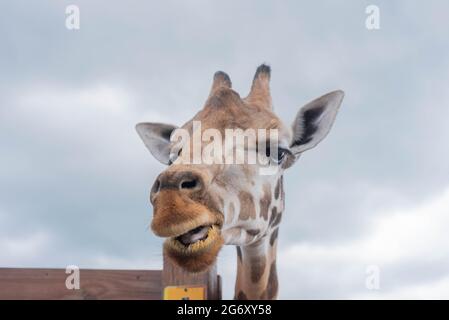 Johari, una giraffa presso lo Animal Adventure Park di Harpursville, New York, attende il cibo da un visitatore. Foto Stock