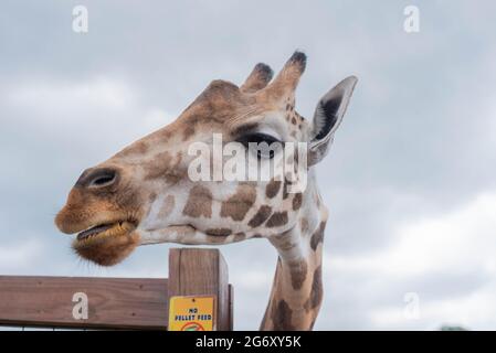 Johari, una giraffa presso lo Animal Adventure Park di Harpursville, New York, attende il cibo da un visitatore. Foto Stock