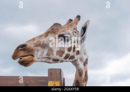 Johari, una giraffa presso lo Animal Adventure Park di Harpursville, New York, attende il cibo da un visitatore. Foto Stock