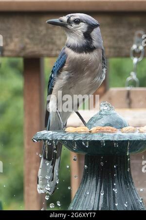 Bluejay prestando attenzione ai suoi dintorni su una fontana cortile Foto Stock