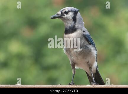 Bluejay prestando attenzione ai suoi dintorni su una fontana cortile Foto Stock