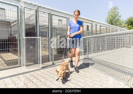 Donna che cammina un cane in un ricovero di animali che vuole adottare l'animale Foto Stock