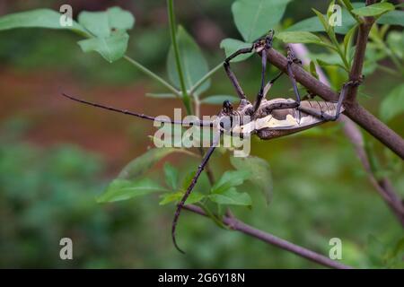 Un coleottero a corna lunga appeso ad un ramo di un parco A Mumbai Foto Stock