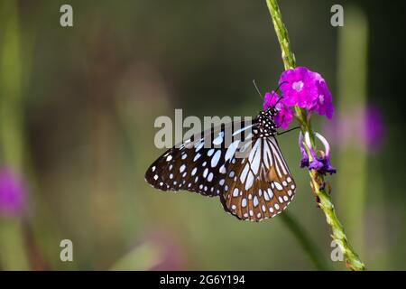 Una bella farfalla Blue Tiger arroccata su fiori di tarpeta in un parco a Mumbai, India Foto Stock