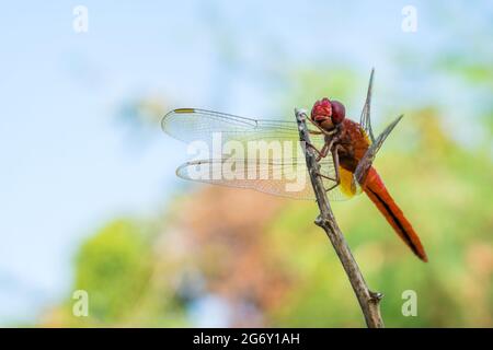 Una bella libellula appollaiata su un ramo in un parco a Mumbai, India Foto Stock