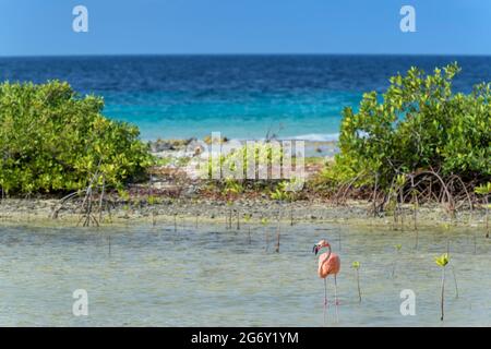 Fenicottero americano o caraibico (fenicottero ruber) che foragga in acqua con mangrovie di fronte alla costa, Bonaire, Caraibi olandesi. Foto Stock