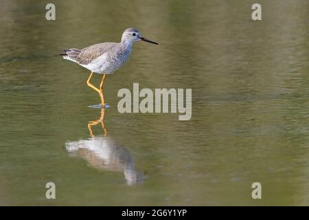 Gamba gialla minore (Tringa flavipes) che fora in acqua con riflessione, lago di Goto, Bonaire, Caraibi olandesi. Foto Stock