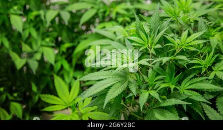 cannabis marijuana piante nel laboratorio scientifico per la produzione di medicina e prodotto di erbe in un paesaggio banner Foto Stock