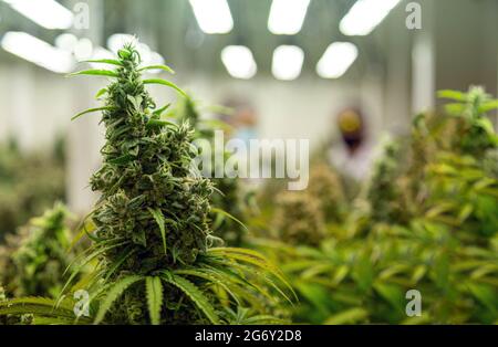 top delle piante di cannabis ruderalis nel laboratorio scientifico per la produzione di medicina e prodotto di erbe in un paesaggio banner Foto Stock