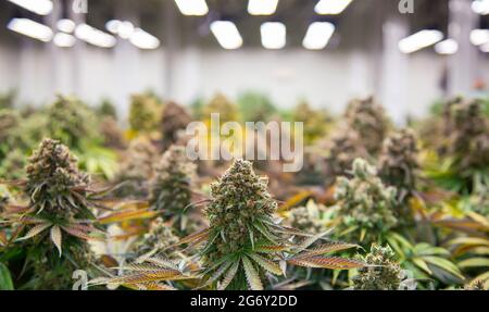 top di piante di ruderalis di cannabis in laboratorio di scienza per la preparazione di prodotti di medicina e erbe in banner paesaggistico Foto Stock