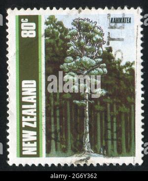 NEW ZEALAND - CIRCA 1989: Francobollo stampato dalla Nuova Zelanda, mostra alberi, Kahikatea, circa 1989 Foto Stock