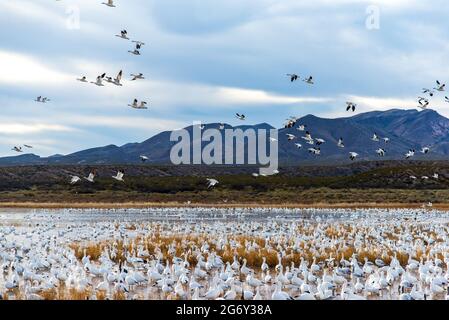 Mattina blastoff di oche da neve a Bosque del Apache in New Mexico Foto Stock