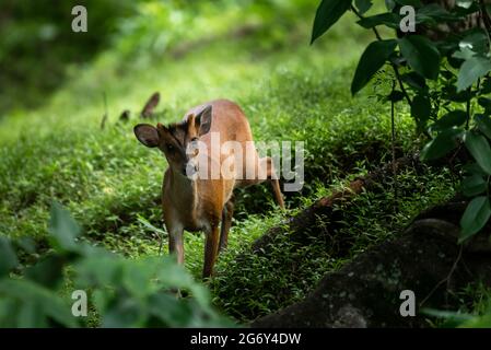 Bambi nei boschi Foto Stock