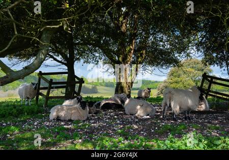 Piccola mandria di pecore bianche (Ovis aries) che si accovacciano sotto la tretella in primavera nel Sussex occidentale, Inghilterra, Regno Unito. Foto Stock