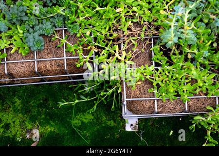 Piante verdi ed erba che crescono attraverso la rete di gabbioni di ferro galvanizzato scatole riempite di terreno, verde muro vivente, verticale giardino facciata esterna Foto Stock