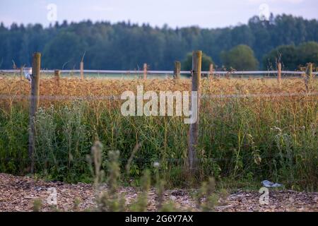 Helsinki / Finlandia - 8 LUGLIO 2021: Una vista del campo recintato di wheet con la foresta sullo sfondo. Foto Stock