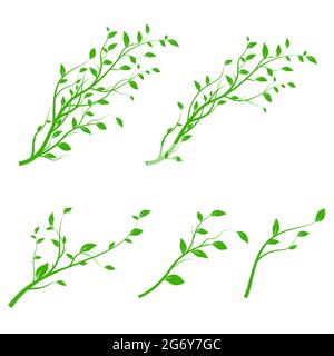 Gruppo di rami di albero verde. Profilo di diramazione isolato su sfondo bianco con molte foglie. Illustrazione vettoriale Illustrazione Vettoriale