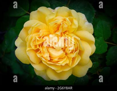 Primo piano di un bel fiore di rosa giallo Foto Stock