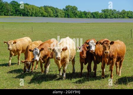 Kühe auf der Weide, Kremmen, Brandeburgo, Germania Foto Stock