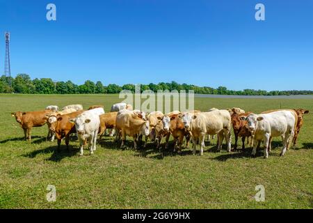 Kühe auf der Weide, Kremmen, Brandeburgo, Germania Foto Stock