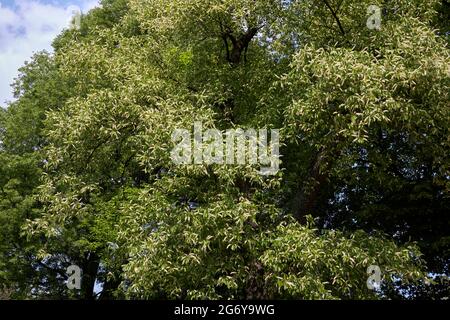 Prunus serotina albero in fiore Foto Stock