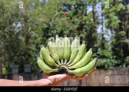 Bello piccolo mazzo di banana non matura tenuto in mano con docce di luce solare che cadono su di esso sullo sfondo della natura Foto Stock