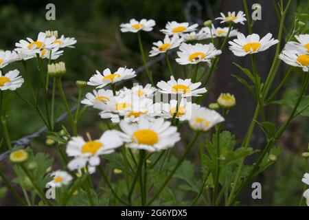 Closeup colpo di fiori di feverfew in fiore in un prato Foto Stock