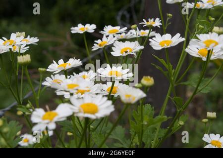 Closeup colpo di fiori di feverfew in fiore in un prato Foto Stock