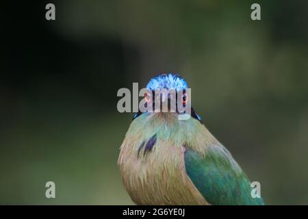 Ritratto di un uccello motmot isolato su uno sfondo sfocato Foto Stock