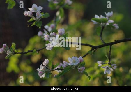 Ciliegie in fiore - ramoscelli Foto Stock