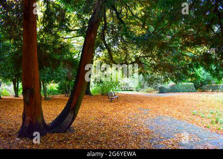 Scene autunnali con foglie che coprono il terreno a Woodthorpe Park, Nottingham. Foto Stock