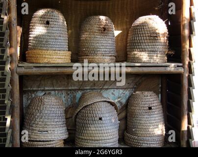 Sei tradizionali alveari di paglia o skeps in un armadio, illuminato al sole in un giardino orticolo. Foto Stock