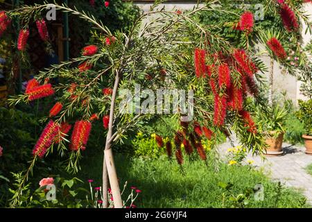 Bellissima pianta di Bottlebrush Blooming. Fiori delicati Callistemon citrinus. Rosso soffici teste di fiori Foto Stock