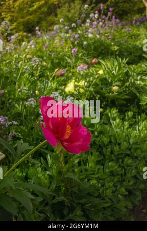 Paeonia 'carlet o'Hara, peonia 'carlet o'Hara' fioriscono in primo piano Foto Stock