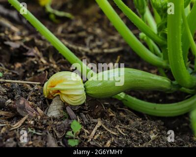 Zucchine nel piede e nella fase di crescita e ancora con il fiore che dà origine alla verdura Foto Stock