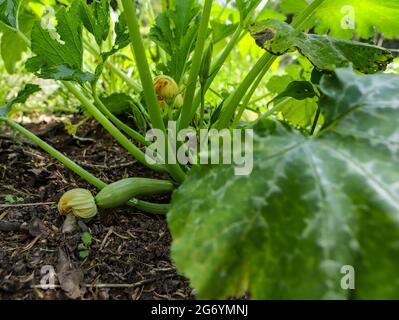 Zucchine nel piede e nella fase di crescita e ancora con il fiore che dà origine alla verdura Foto Stock