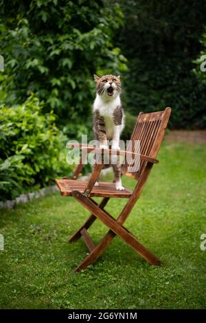 curioso gatto bianco tabby all'aperto in cortile verde che si alza su sedia da giardino in legno con bocca aperta come sta ruggendo Foto Stock