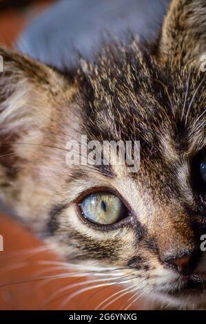 Molto da vicino ritratto di un gattino grigio a righe di un mese con occhi blu Foto Stock