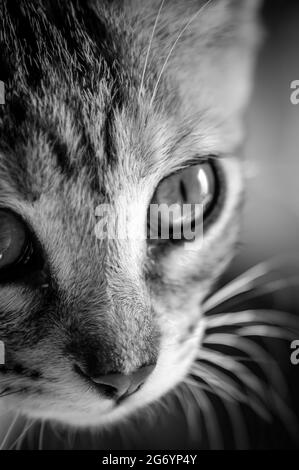 nero e bianco molto da vicino ritratto di un gattino di due mesi di colore marrone chiaro a strisce Foto Stock