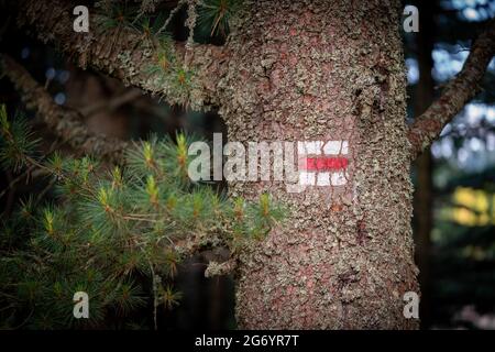 Segnavia bianco e rosso dipinto su un albero di Blaze nella foresta Foto Stock