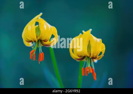 Primo piano del giglio giallo del martagone o del giglio giallo del Turco (martagono del Lilium) fiore isolato su sfondo verde scuro Foto Stock